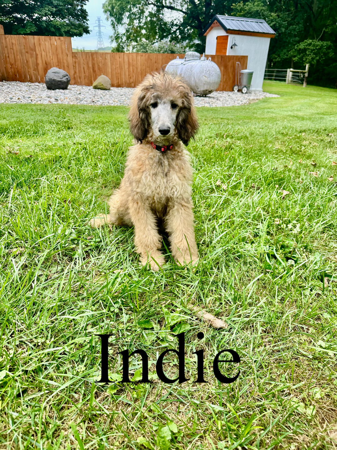 Indie 1